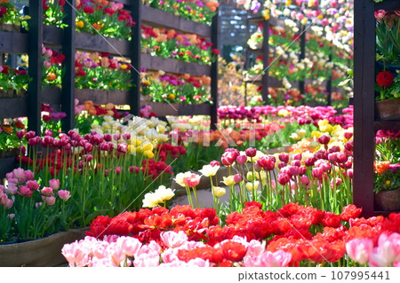 Tulip Japanese Garden Shimane Yushien 107995441