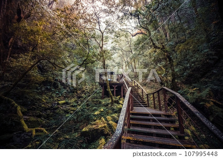 Forest trail 107995448