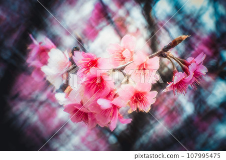 櫻花 107995475