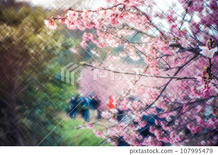 櫻花 櫻花 107995479