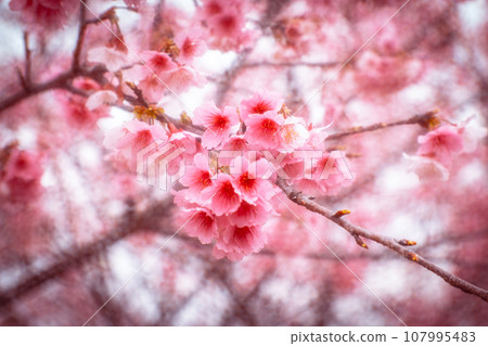 Cherry blossoms  107995483
