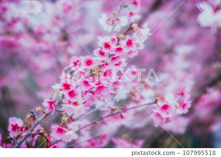 櫻花 櫻花 107995518