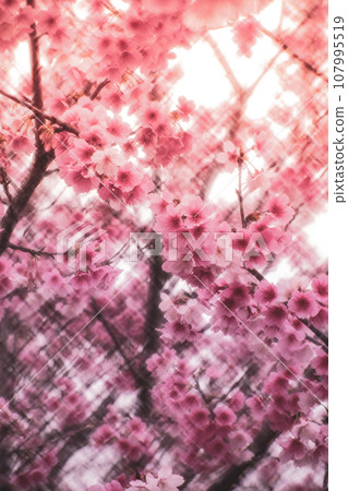 櫻花 107995519