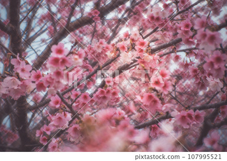櫻花 櫻花 107995521