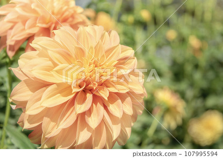 Gorgeous blooming dahlias 107995594
