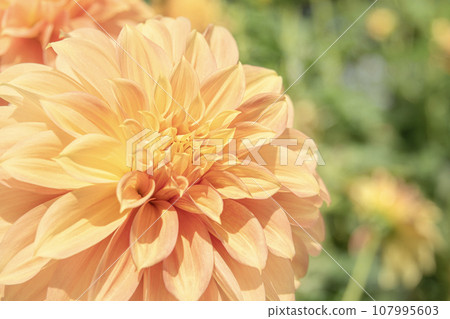 Gorgeous blooming dahlias 107995603