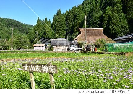 Sakyo Ward, Kyoto City: Kitayama Yuzen chrysanthemums in full bloom and Kutamiya town village Sakyo Ward, Kyoto City: Kitayama Yuzen chrysanthemums in full bloom and Kutamiya town village 107995665