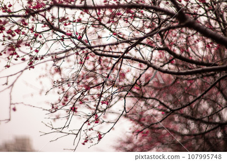 櫻花 107995748