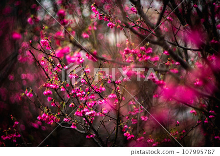 櫻花 107995787