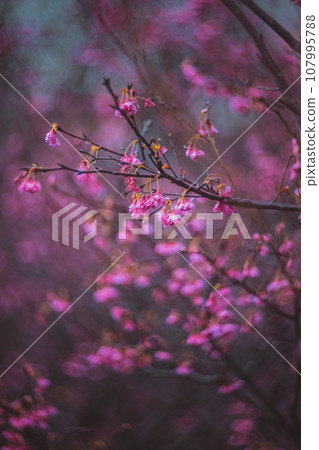 櫻花 107995788