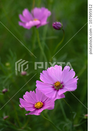 Cosmos blooming season Cosmos blooming season 107995912