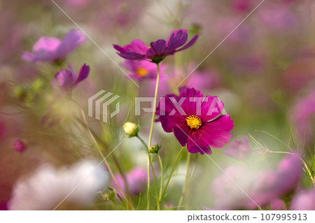 Cosmos blooming season Cosmos blooming season 107995913