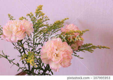 carnation and solidaco carnation and solidaco 107995953