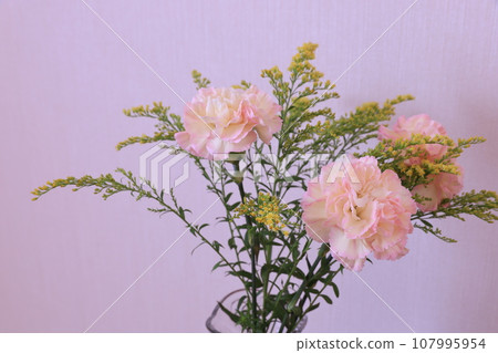 carnation and solidaco carnation and solidaco 107995954