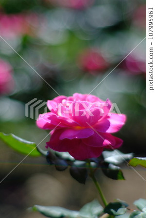 玫瑰花 107995961