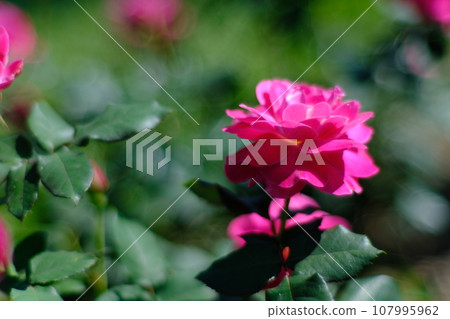 玫瑰花 107995962