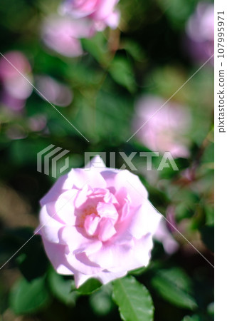 玫瑰花 107995971