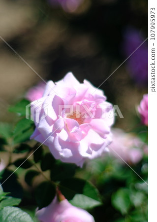 玫瑰花 107995973