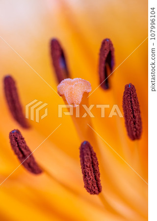 Macro closeup of a vibrant orange lily in bloom with selective focus on polen Macro closeup of a vibrant orange lily in bloom with selective focus on polen 107996104