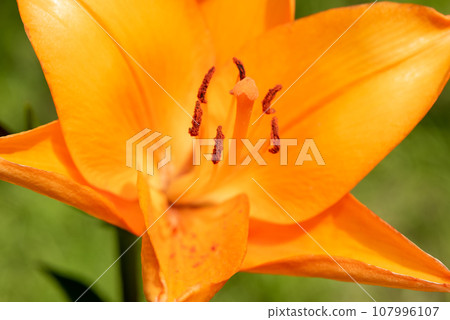 Macro closeup of a vibrant orange lily in bloom with selective focus on polen 107996107