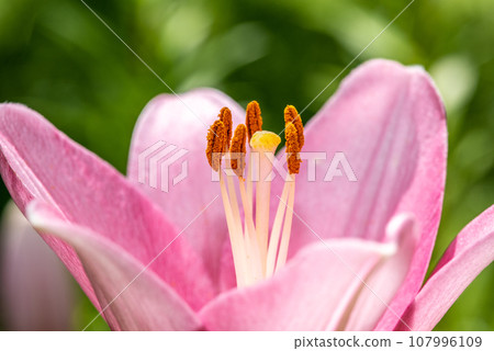 Macro closeup of a vibrant pink lily in bloom with selective focus on polen Macro closeup of a vibrant pink lily in bloom with selective focus on polen 107996109