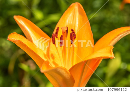 Macro closeup of a vibrant orange lily in bloom with selective focus on polen Macro closeup of a vibrant orange lily in bloom with selective focus on polen 107996112