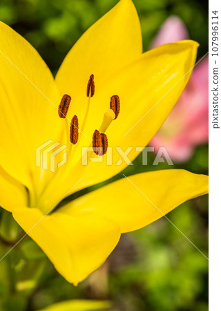 Macro closeup of a vibrant yellow lily in bloom with selective focus on polen Macro closeup of a vibrant yellow lily in bloom with selective focus on polen 107996114