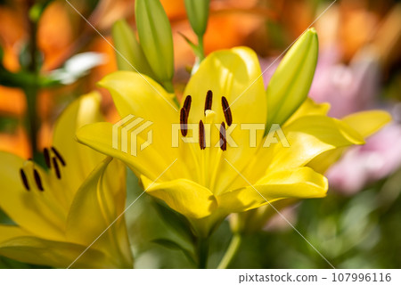 Macro closeup of a vibrant yellow lily in bloom with selective focus on polen Macro closeup of a vibrant yellow lily in bloom with selective focus on polen 107996116