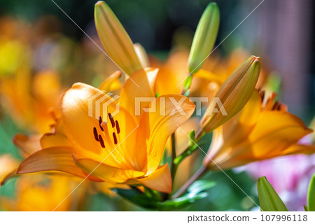 Macro closeup of a vibrant orange lily in bloom with selective focus on polen 107996118