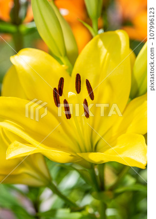 Macro closeup of a vibrant yellow lily in bloom with selective focus on polen Macro closeup of a vibrant yellow lily in bloom with selective focus on polen 107996123