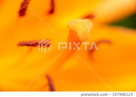 Macro closeup of a vibrant orange lily in bloom with selective focus on polen 107996125