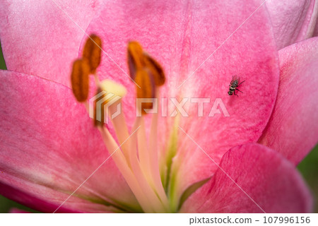 Macro closeup of a vibrant pink lily in bloom with selective focus on polen 107996156
