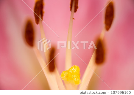 Macro closeup of a vibrant pink lily in bloom with selective focus on polen Macro closeup of a vibrant pink lily in bloom with selective focus on polen 107996160