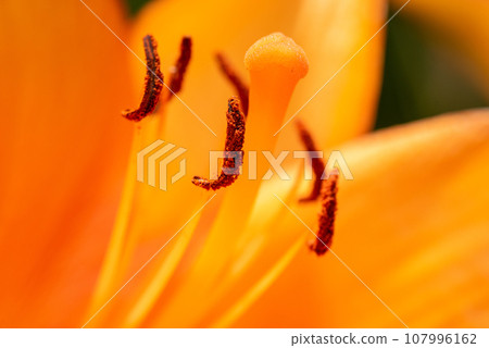 Macro closeup of a vibrant orange lily in bloom with selective focus on polen Macro closeup of a vibrant orange lily in bloom with selective focus on polen 107996162