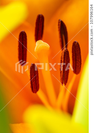 Macro closeup of a vibrant orange lily in bloom with selective focus on polen 107996164