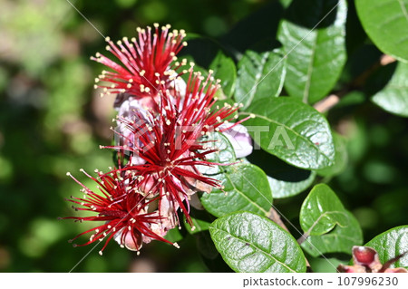 Feijoa (Myrtaceae) evergreen shrub Feijoa (Myrtaceae) evergreen shrub 107996230