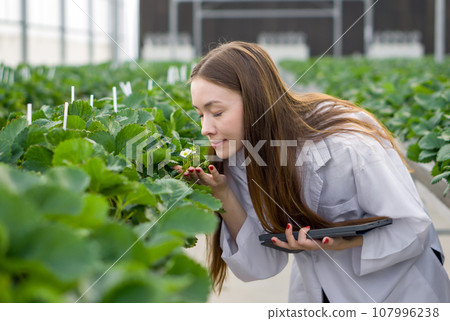 Scientist examining strawberries in a greenhouse while holding tablet computer 107996238