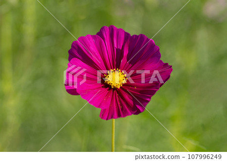 秋天的櫻花花瓣特寫素材 秋天的櫻花花瓣特寫素材 107996249