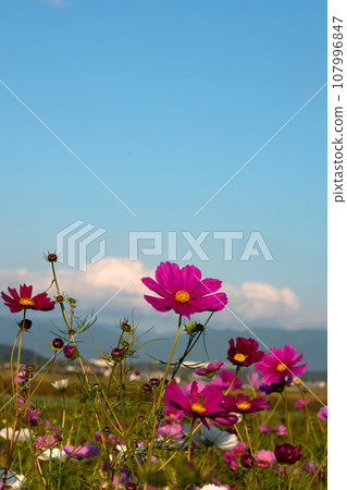 複製波斯菊花和藍天的空間 107996847