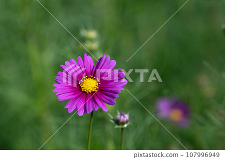 桃紅色波斯菊特寫鏡頭材料 107996949