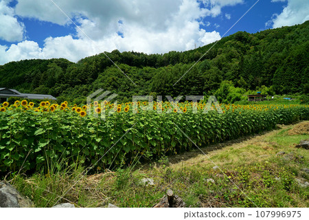 Summer landscape of blue sky, white clouds and sunflowers 107996975