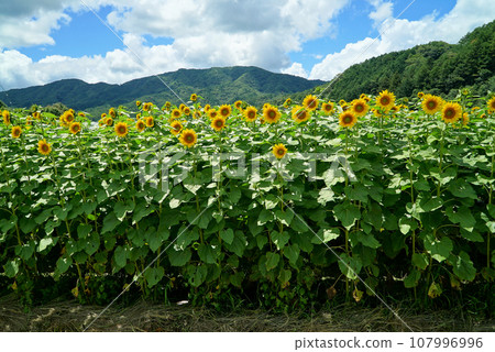 Summer landscape of blue sky, white clouds and sunflowers Summer landscape of blue sky, white clouds and sunflowers 107996996