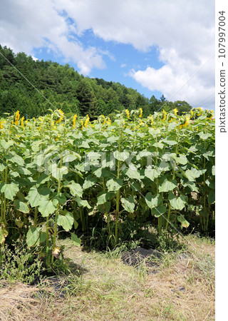 Summer landscape of blue sky, white clouds and sunflowers Summer landscape of blue sky, white clouds and sunflowers 107997004