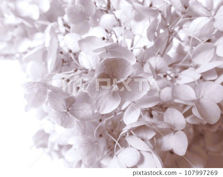 hydrangea dried flower 107997269