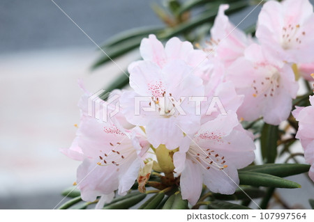 Rhododendron 107997564