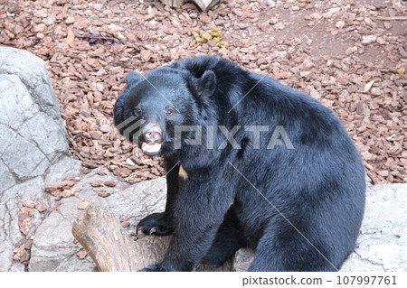 Asiatic black bear with nice fur 107997761