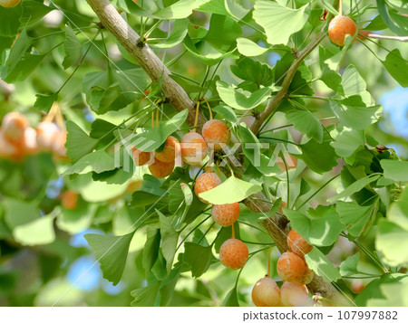 Ginkgo fruit 107997882
