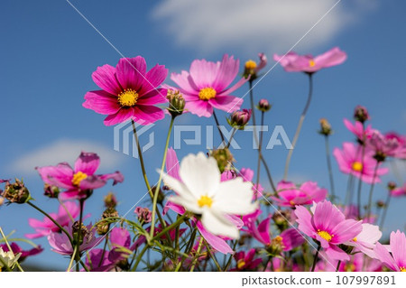 發光在藍天的波斯菊 發光在藍天的波斯菊 107997891