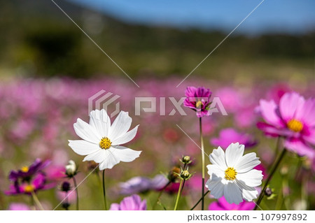 發光在藍天的波斯菊 發光在藍天的波斯菊 107997892