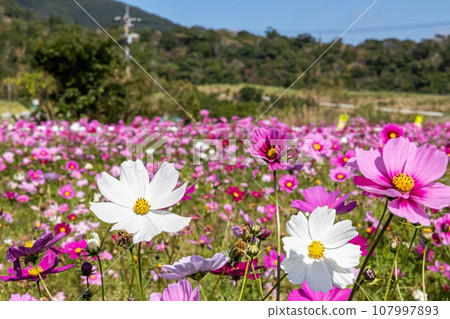 發光在藍天的波斯菊 發光在藍天的波斯菊 107997893
